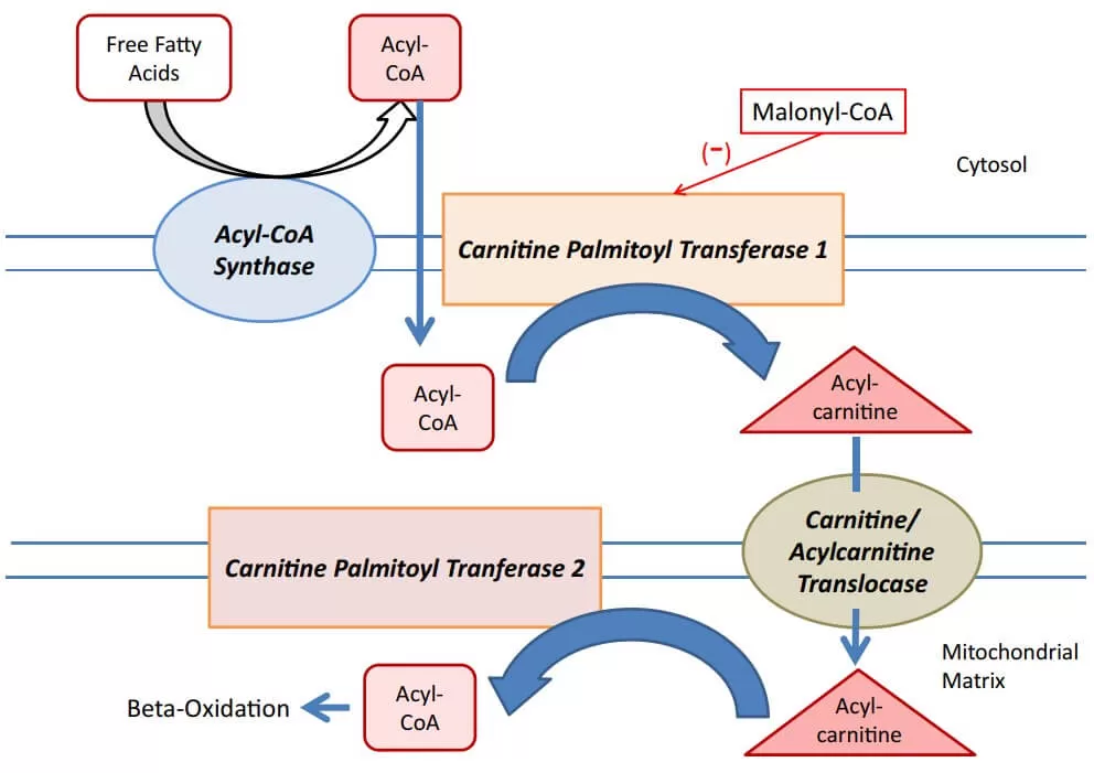 Mitochondrial carnitine palmitoyl transferase system (Virmani et al.,2015)